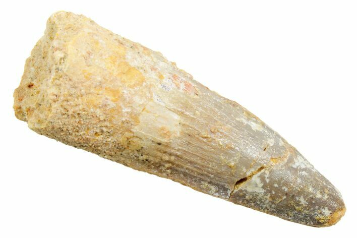Fossil Spinosaurus Tooth - Real Dinosaur Tooth #362932